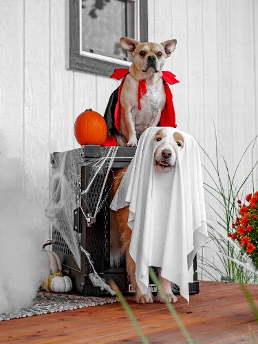 Helping Your Dog Stay Calm This Halloween and Fireworks Season Help your dog feel safe and calm this Halloween with gentle, positive-reinforcement tips from Dog Wiggles Training.